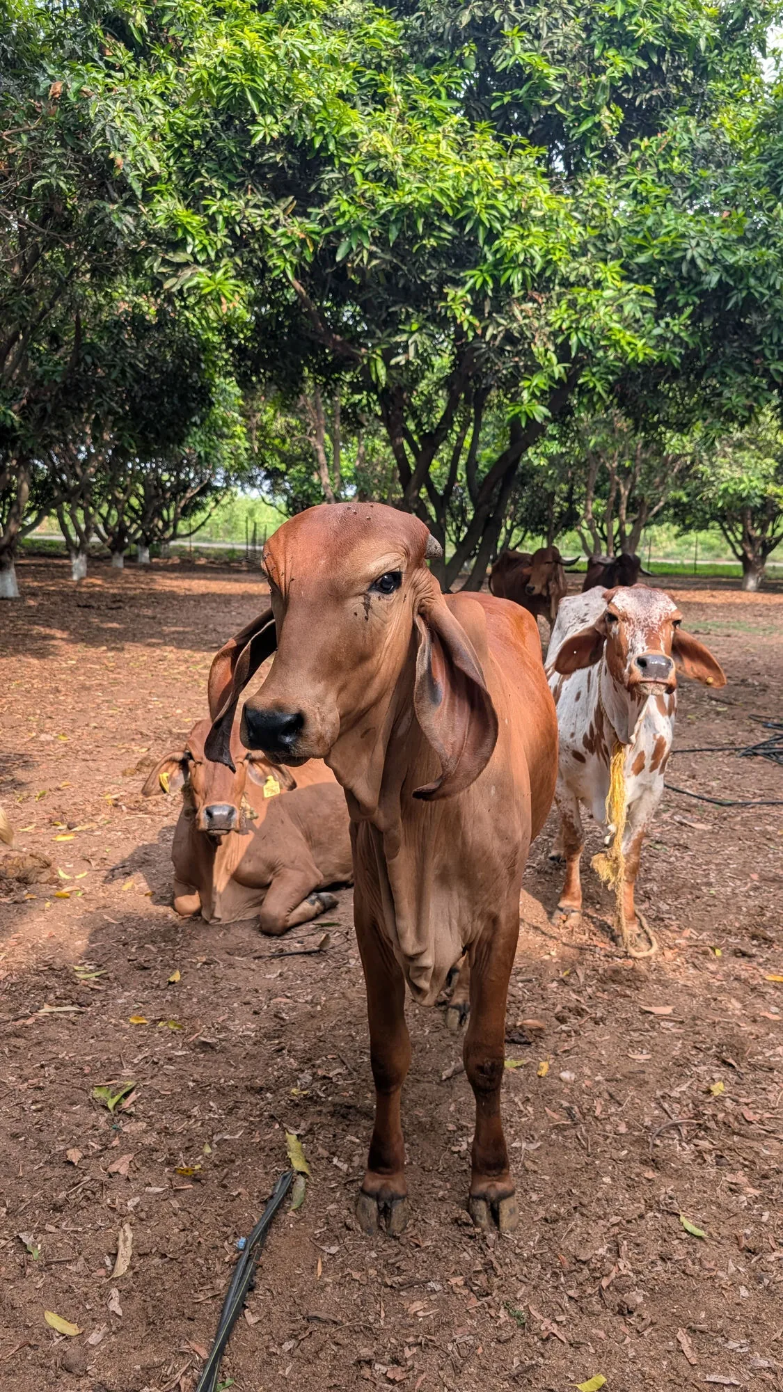 Lakshmi, a Gir cow at Kāmya