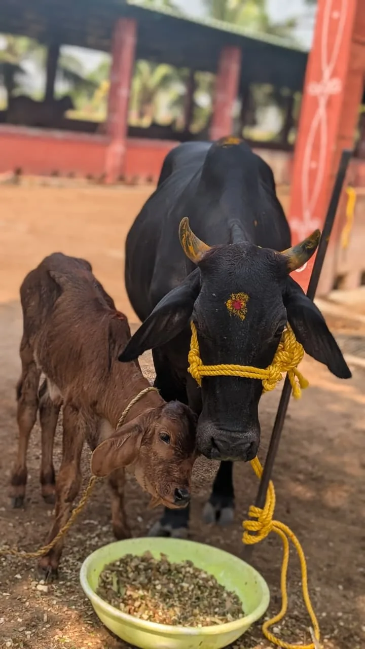 Gauri, a Deoni cow at Kāmya