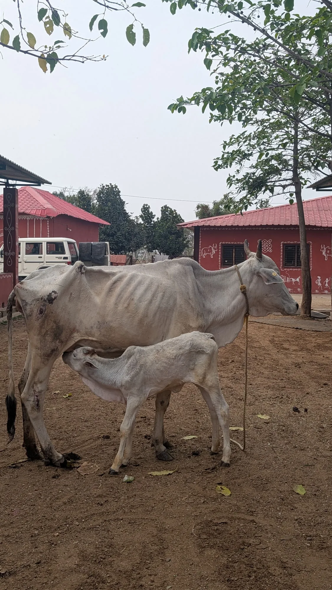 Nandini, a Deoni mix cow at Kāmya