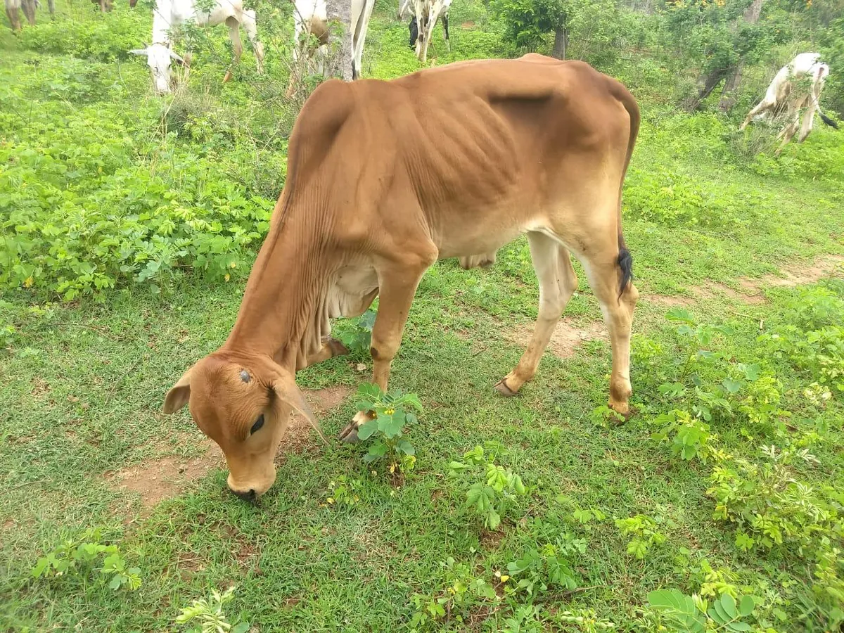 Ganga, a Gir cow at Kāmya