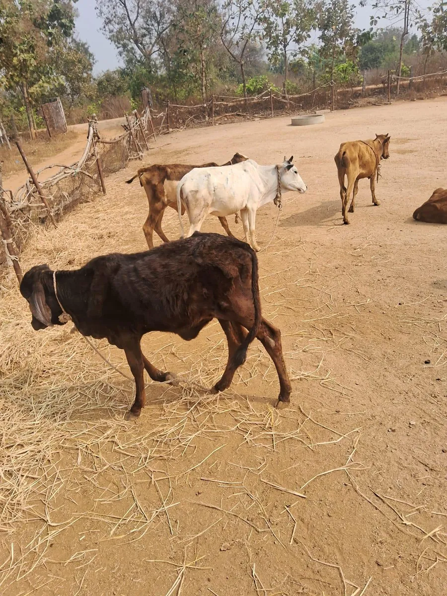 Kaveri, a Ongole mix cow at Kāmya