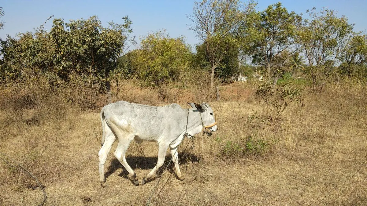 Saraswati, a Hallikar cow at Kāmya