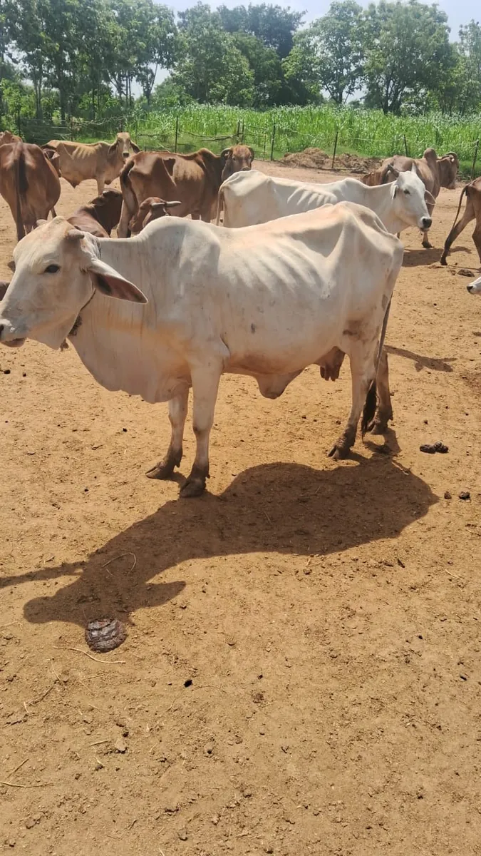 A severely malnourished rescued cow at Kāmya, ribs and hip bones visible