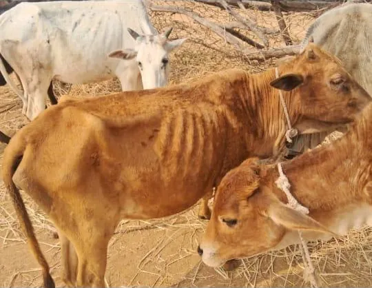 Radha, a Sahiwal cow at Kāmya